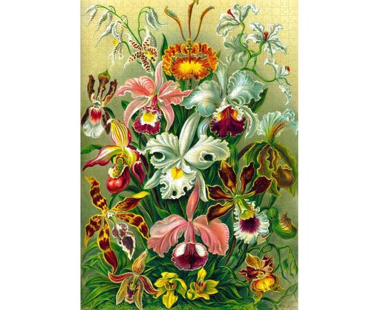 Пазл GoodLoot Imagination: Orchid Ernst Haeckel 1000 эл. (5908305247531), изображение 6 Пазл GoodLoot Imagination: Orchid Ernst Haeckel 1000 эл. (5908305247531), изображение 6