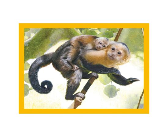 Пазл Clementoni 4 в 1 Baby Cuddles, 12,16,20 та 24 елементи (21532), зображення 3